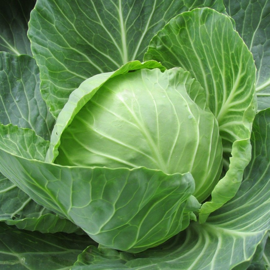 Cabbage-पात गोभी - 500gm