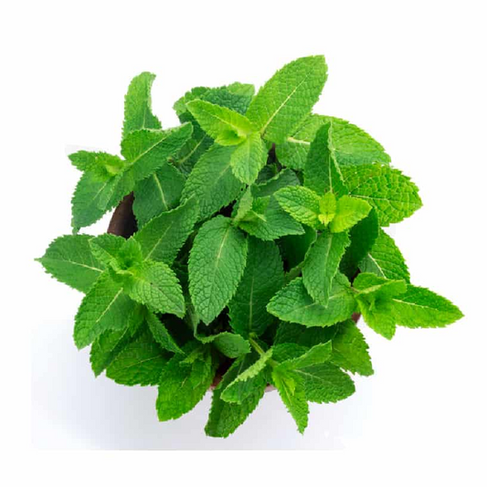 Mint Leaves - 100gm